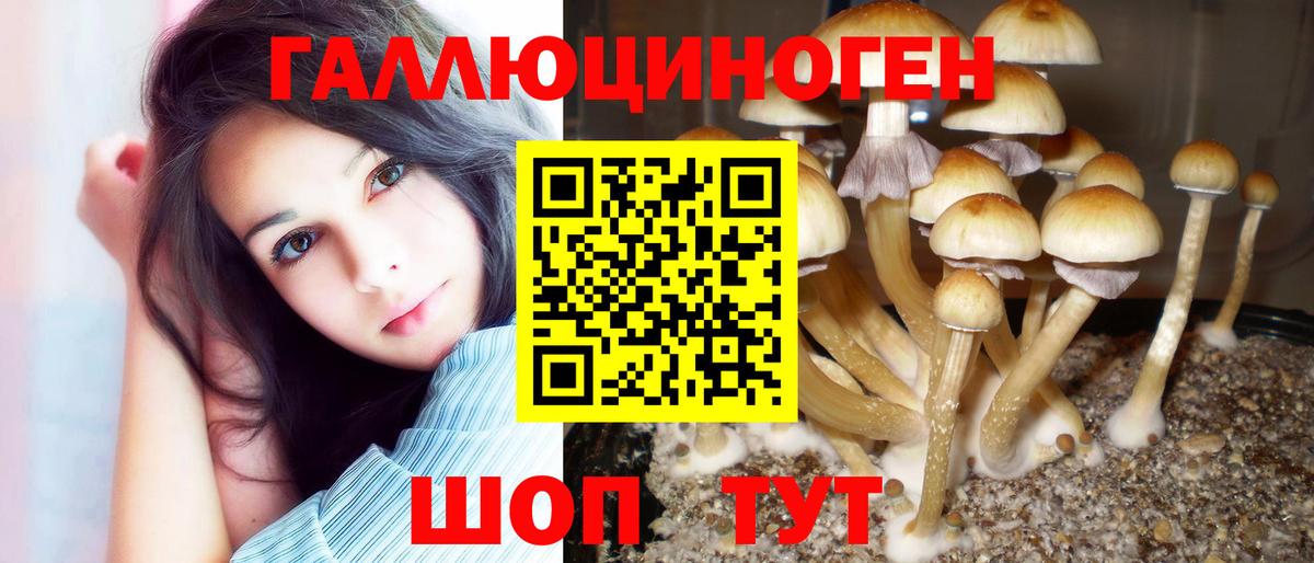 Псилоцибиновые грибы Psilocybe Гай